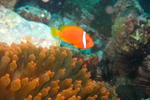 Der Anemonenfisch beschützt sein Zuhause und kommt deshalb zwischen den Korallen hervor, wenn Taucher vorbeischwimmen. Doch auch sie leiden unter der stärker werdenden Umweltverschmutzung - Anemonen siedeln sich auch auf Meeresmüll an. Der Anemonenfisch beschützt sein Zuhause und kommt deshalb zwischen den Korallen hervor, wenn Taucher vorbeischwimmen. Doch auch sie leiden unter der stärker werdenden Umweltverschmutzung - Anemonen siedeln sich auch auf Meeresmüll an