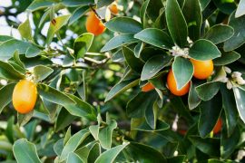 Kumquat auf Korfu