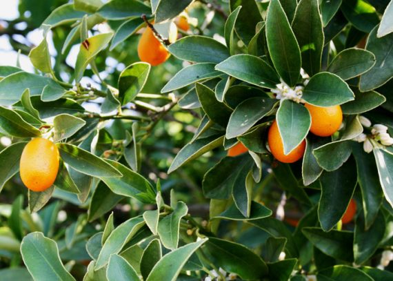 Kumquat auf Korfu