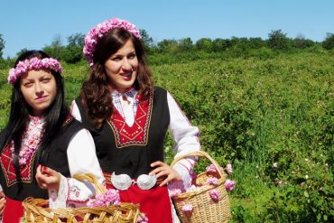 Rosenbluete in Bulgarien