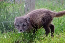 Polarfuchs in Island