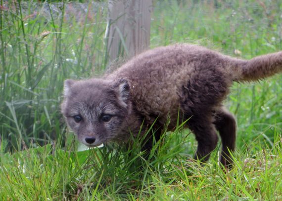 Polarfuchs in Island