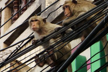 Affen in Lopburi Thailand