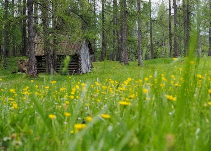 Die Larchwiesen am Mieminger Plateau