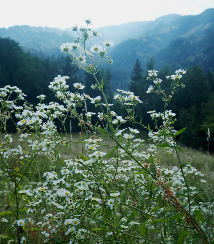 Landschaft Gut Trögern