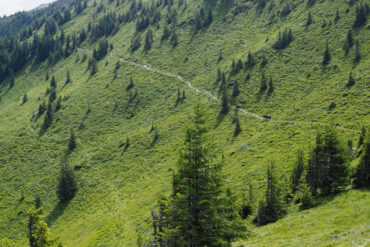 Zugwandern in Saalfelden/Leogang