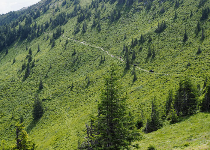 Zugwandern in Saalfelden/Leogang