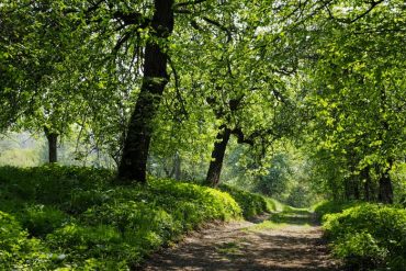 Stille am Waldweg