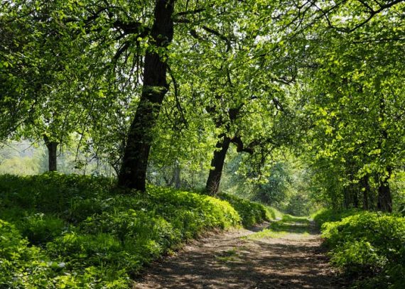 Stille am Waldweg