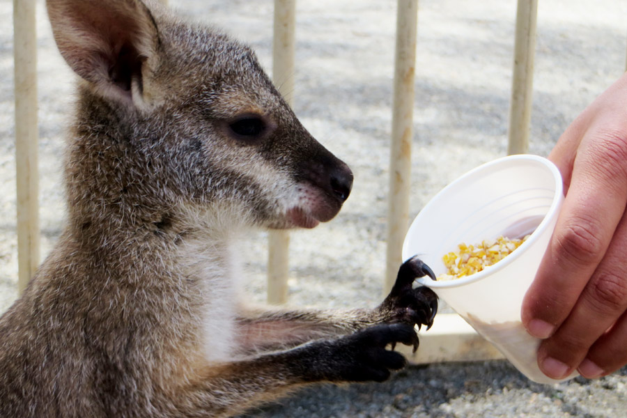 Wallaby in Australien