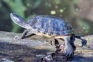 Schmuggelware Schildkröte