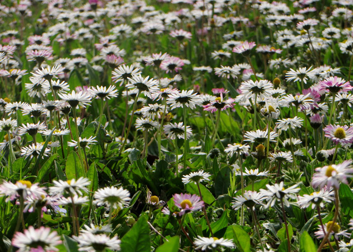 Bologna_Blumen_kofferpacken.at