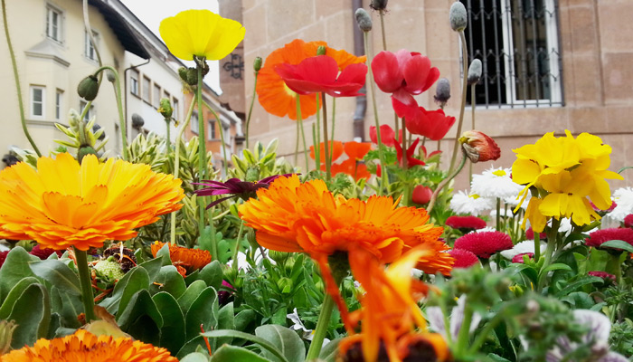 Frühling in Bozen, Italien