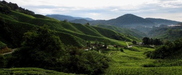 Die Teeplantagen in den Cameron Highlands.