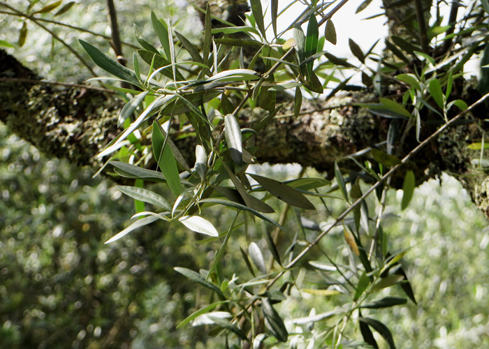 Olivenbaum im Centro de Portugal