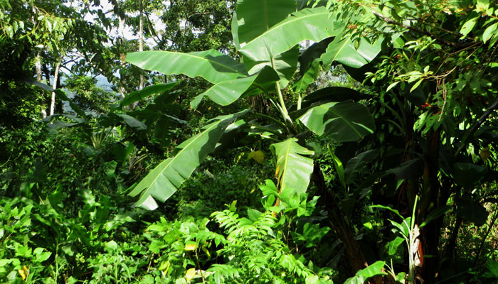 Üppiger Garten in Costa Rica