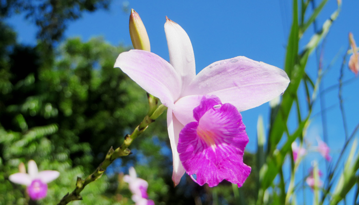 Orchidee im tropischen Regenwald