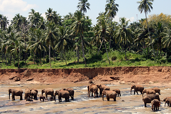 Das Elefantenwaisenhaus in Pinnawela ist längst zur Touristenattraktion geworden.