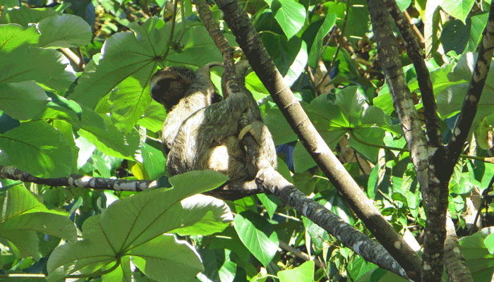 Faultier in Costa Rica
