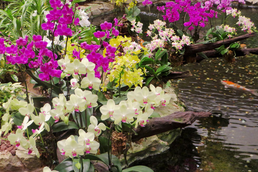 Orchideengarten im Flughafen Singapur