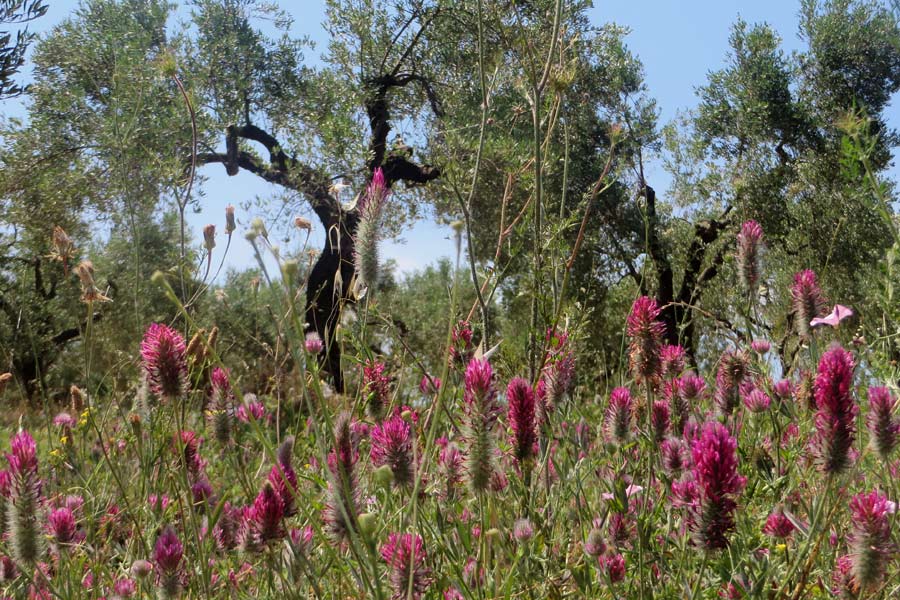 Olivenbäume auf der Chalkidiki