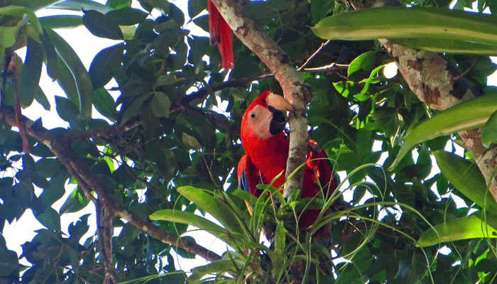 Hellroter Ara in Costa Rica