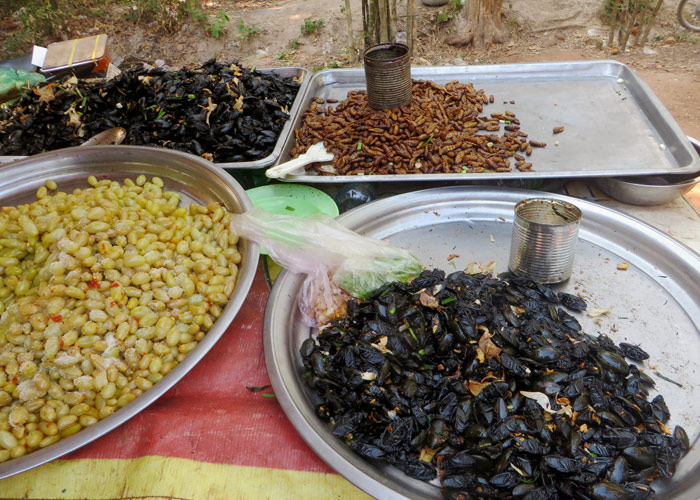 Kambodscha_Angkor_Insekten_kofferpacken.at