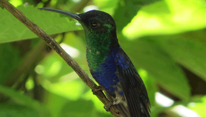 Kolibri in Costa Rica