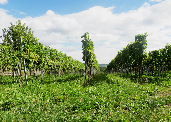 Weinreben bei Krems