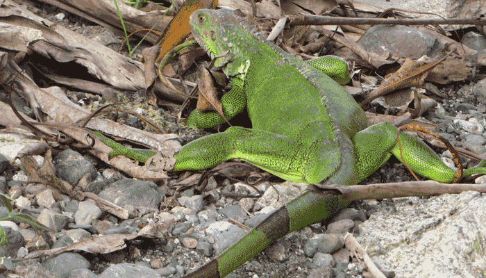 Grüner Leguan auf der Halbinsel Osa