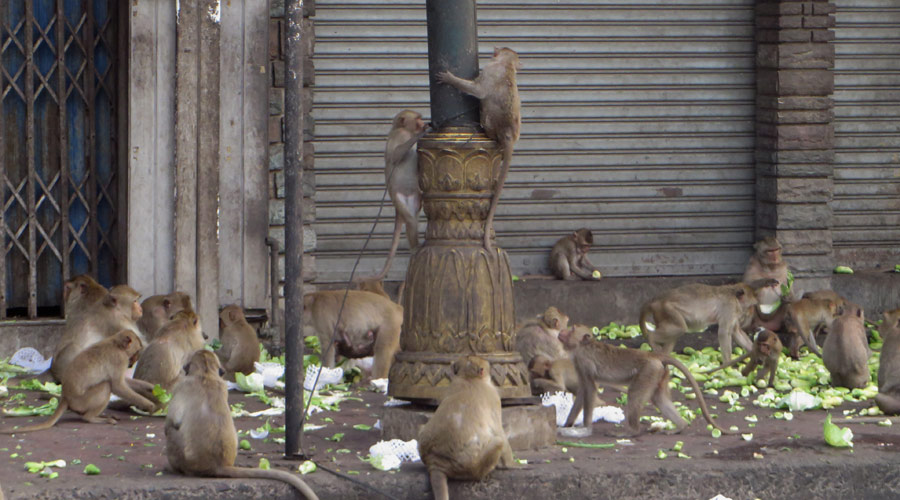 Affenfütterung in Lopburi, Thailand