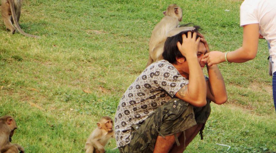 Die Affen belagern auch die Touristen in Lopburi.
