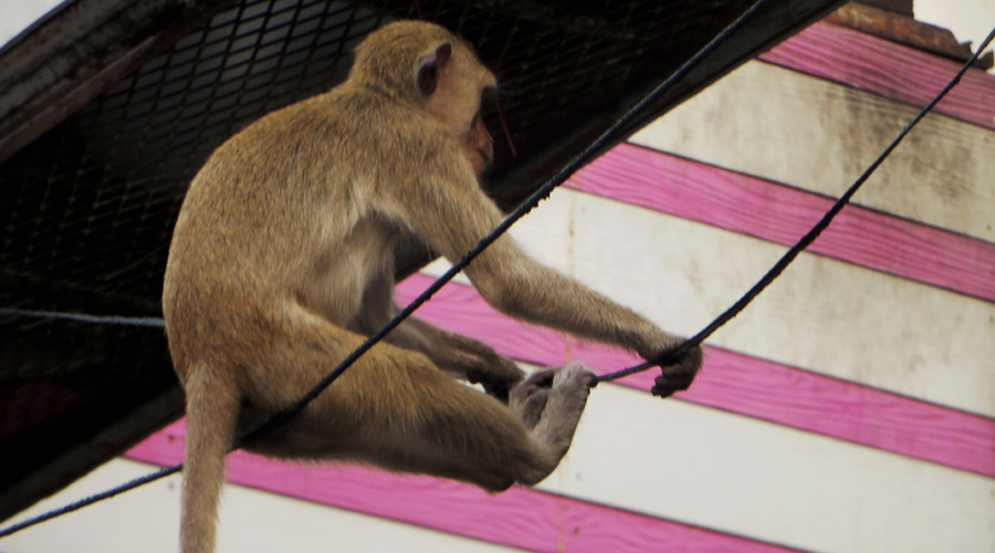 Affe auf einer Stromleitung in Lopburi, Thailand