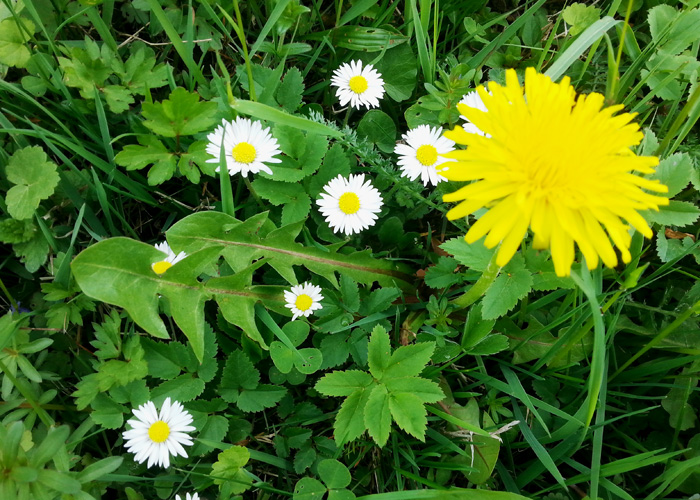 Blumenwiese in Bergheim