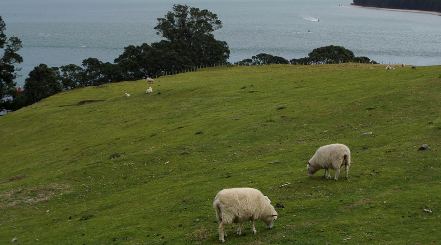 Auswandern: neue Heimat Neuseeland