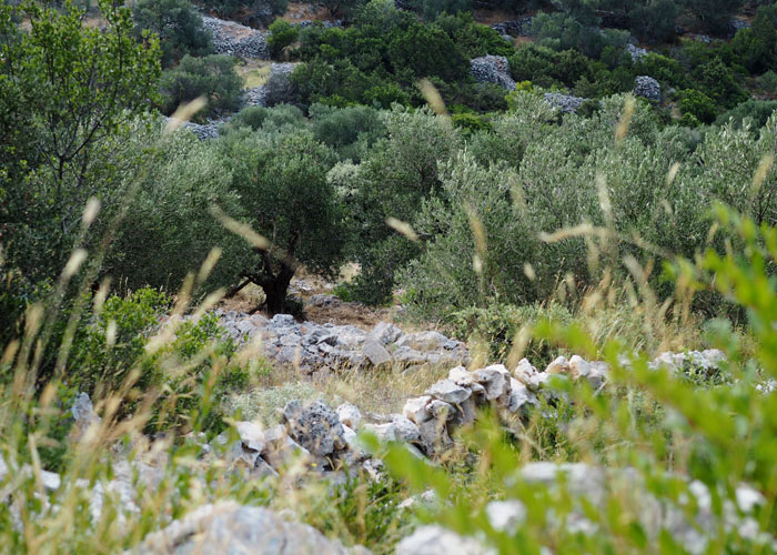 Dugi otok_schoenster Insel in Kroatien__Olivenhain auf Dugi otok