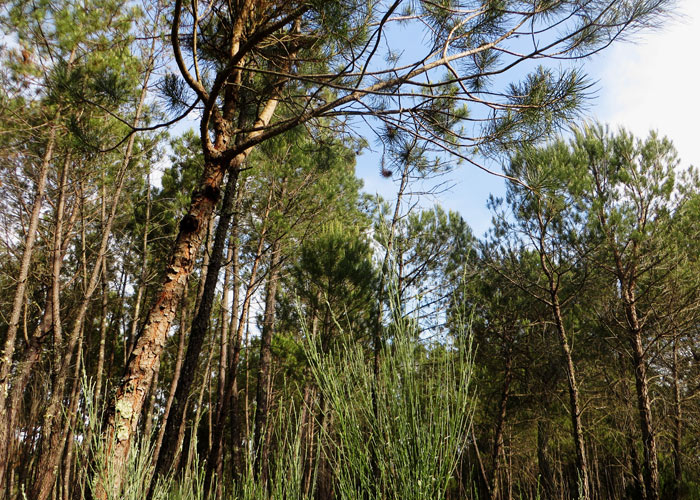 portugal_wald_kofferpacken-at Schönes Urlaubsziel in Portugal: Centro de Portugal