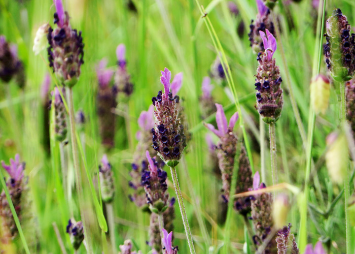 Portugal: Schöne Landschaften und blühender Lavendel