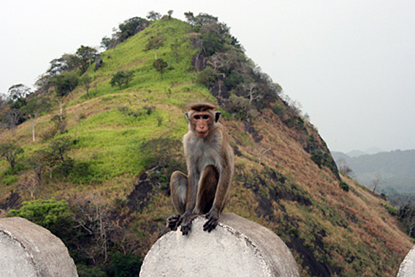 Auch die Affen wissen die Kulturstätte zu schätzen.