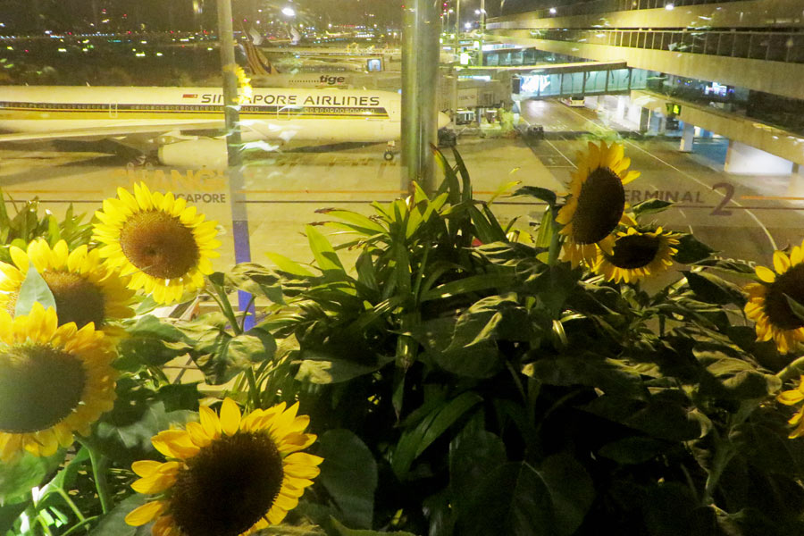 Sonneblumen-Terrasse am Flughafen Singapur.