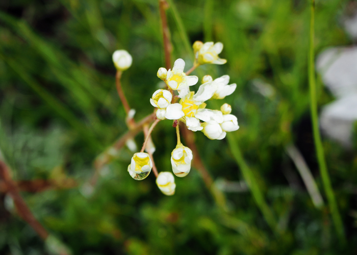 Swarovski-Nature-Walk_Blumen_kofferpacken.at Nature Watch Tour mit Swarovski Optik_Bluemchen