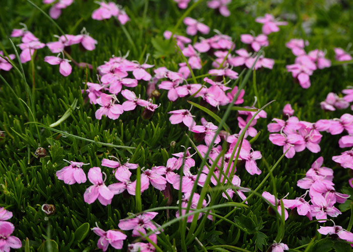 Swarovski-Nature-Walk_Polsterblumen_kofferpacken.at Nature Watch Tour mit Swarovski Optik_Polsterpflanzen