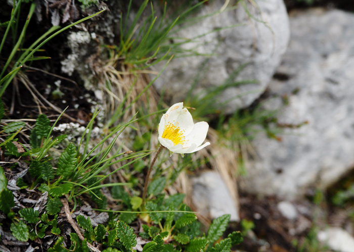 Nature Watch Tour mit Swarovski Optik_Silberwurz