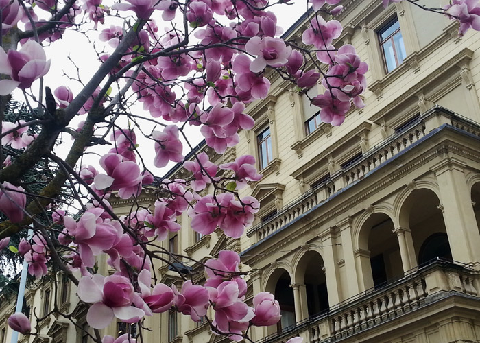 Magnolienblüte in Bozen, Italien