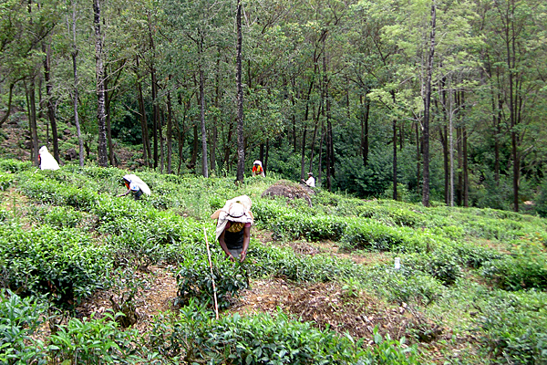 Sri Lanka, das frühere Ceylon, ist einer der größten Teeproduzenten der Welt. 