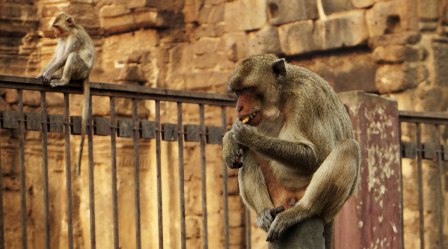 Affentempel in Lopburi, Thailand