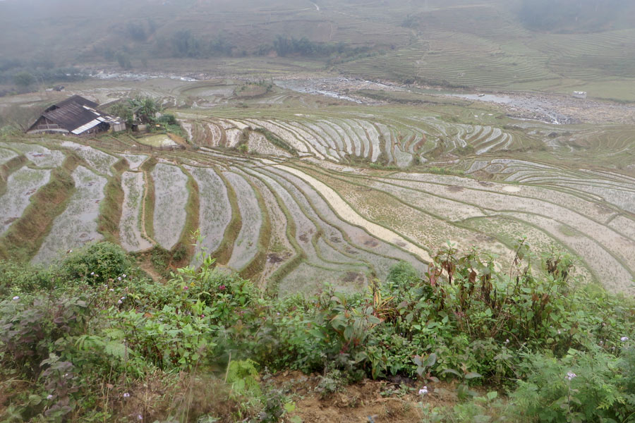 Reisfelder in Sapa, Vietnam