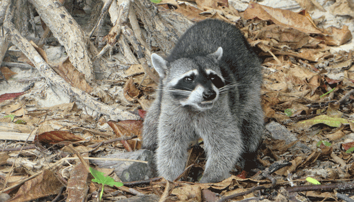 Waschbär im Nationalpark Manuel Antonio in Costa Rica