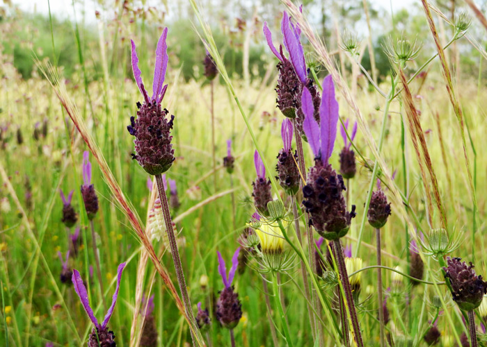 Wilder Lavendel beim Workaway in Portugal