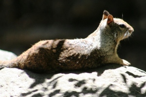 Eichhörnchen sind die ständigen Begleiter der Besucher im Yosemite Nationalpark.